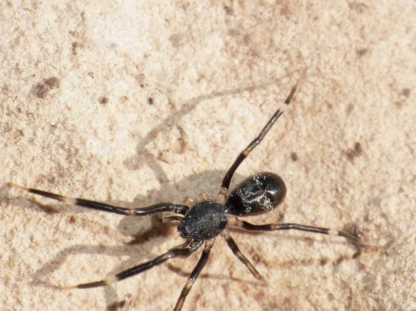 Liophrurillus flavitarsis - Tolfa (RM)